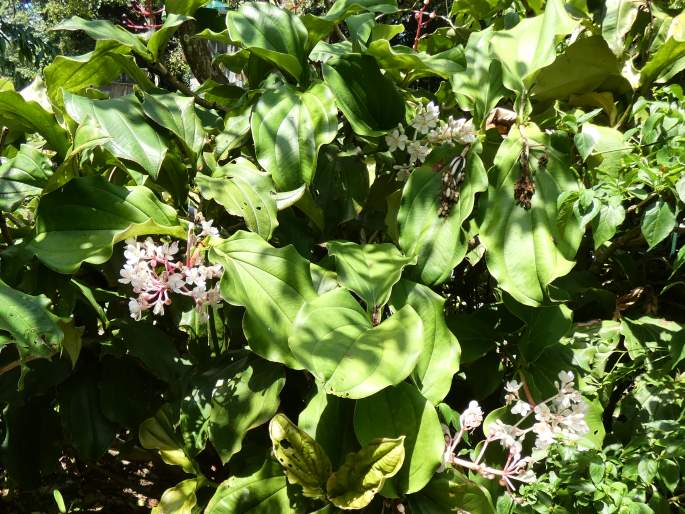 Medinilla teysmannii