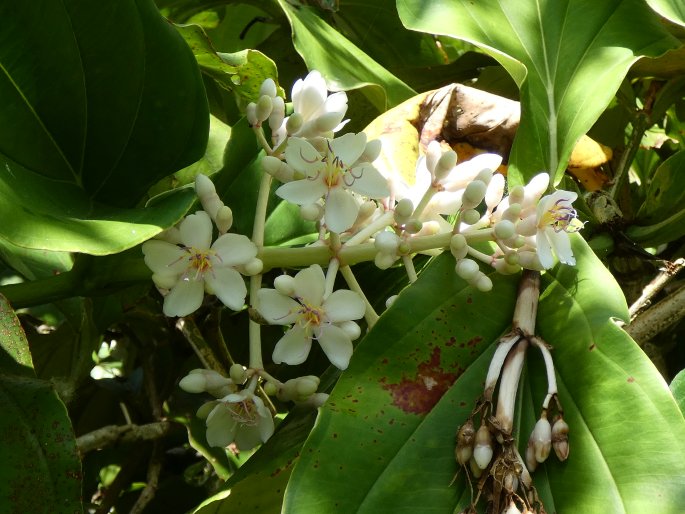 Medinilla teysmannii