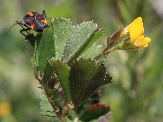 Medicago orbicularis