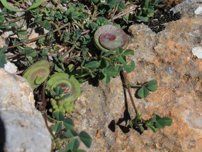 Medicago orbicularis