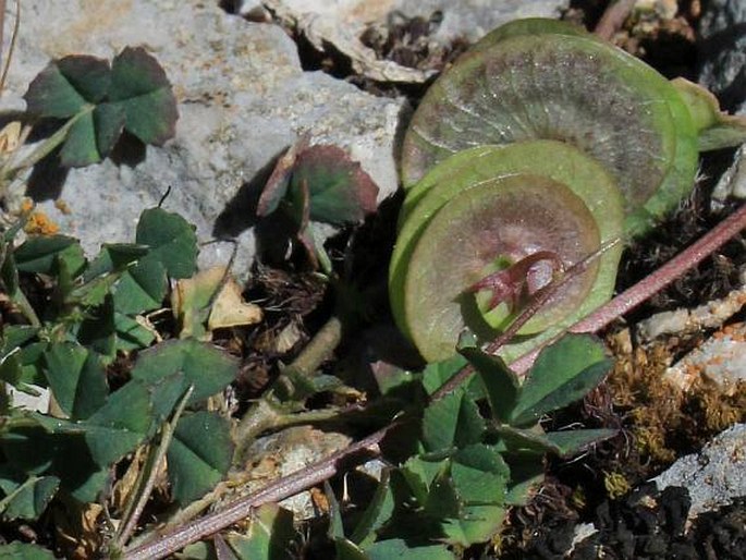 Medicago orbicularis