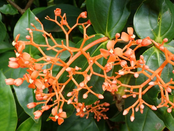 Medinilla scortechinii