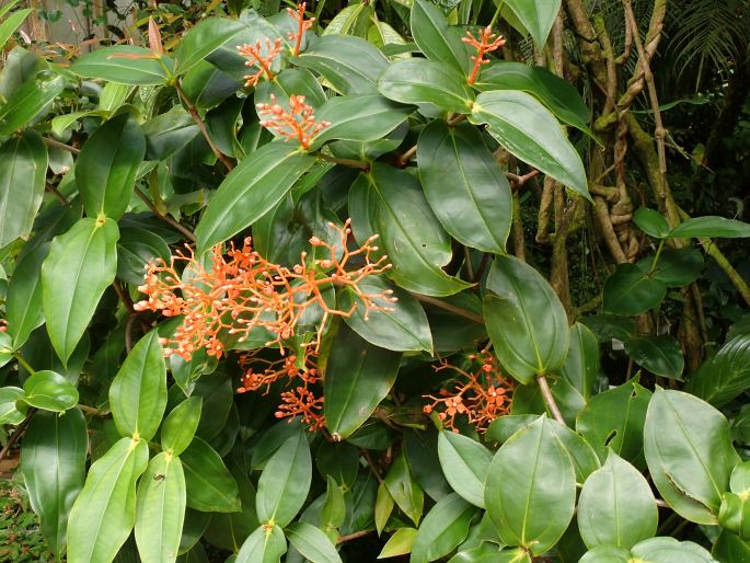 Medinilla scortechinii