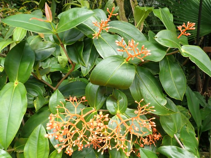 Medinilla scortechinii