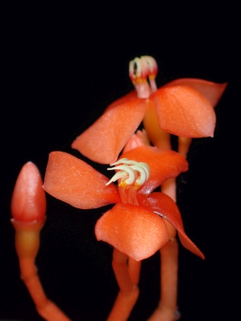 Medinilla scortechinii