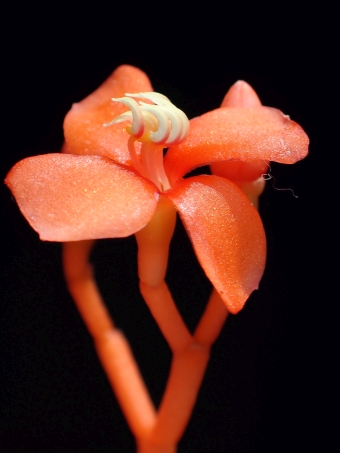 Medinilla scortechinii