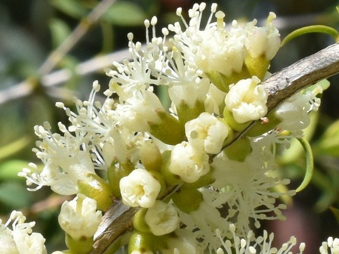 Melaleuca acuminata