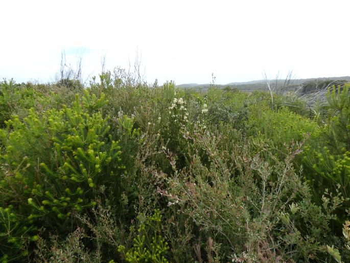 Melaleuca capitata