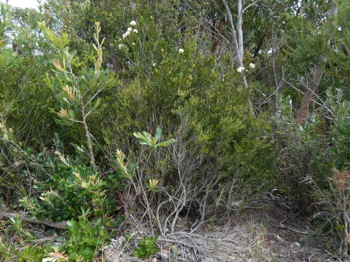 Melaleuca capitata