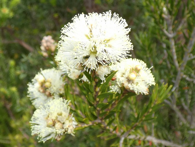 Melaleuca capitata