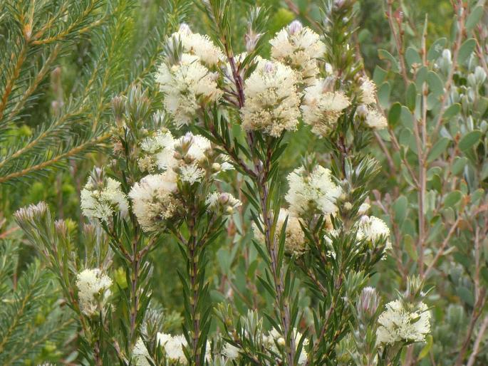 Melaleuca capitata