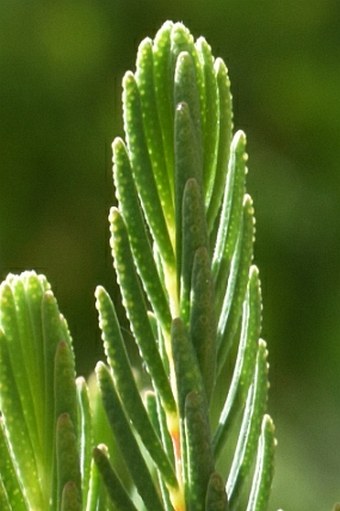 Melaleuca decussata