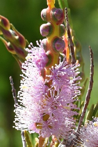 Melaleuca decussata