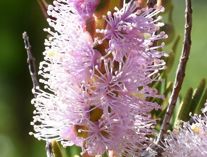 Melaleuca decussata