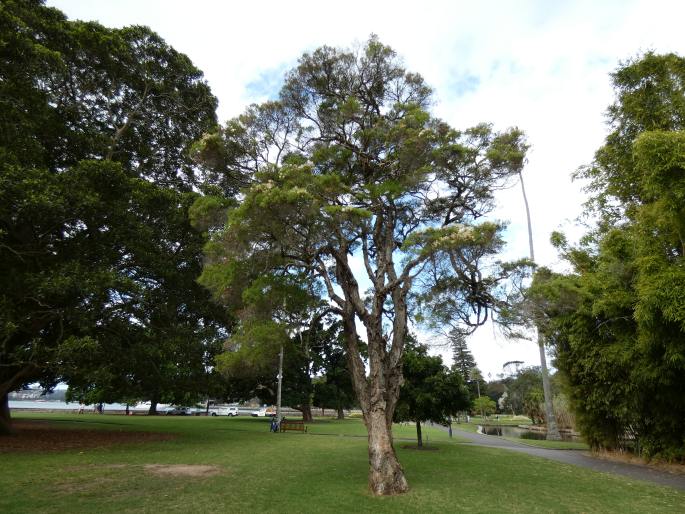 Melaleuca alternifolia