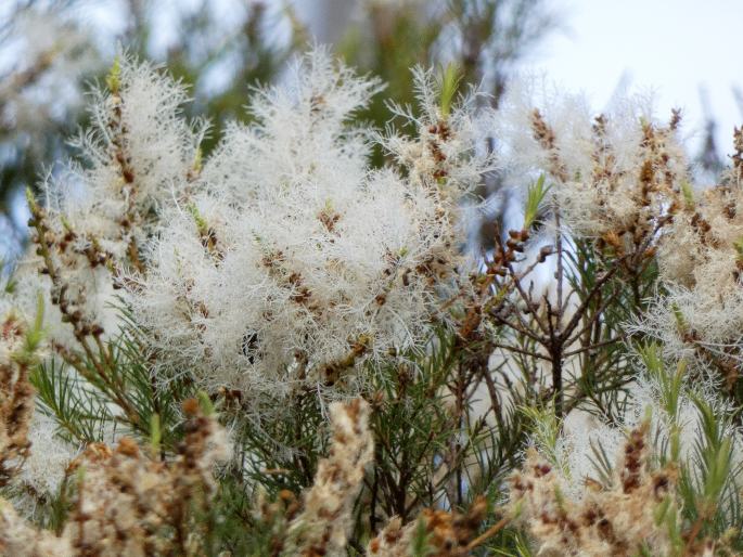 Melaleuca alternifolia