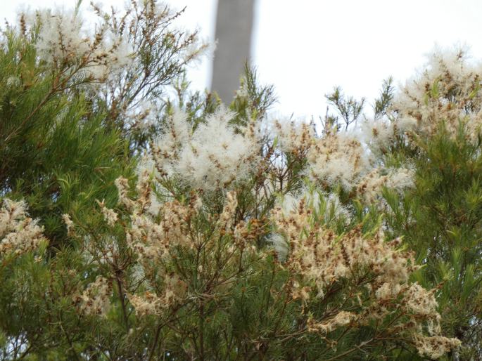 Melaleuca alternifolia