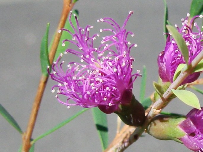Melaleuca thymifolia