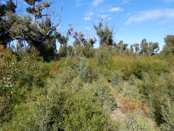 Melaleuca gibbosa