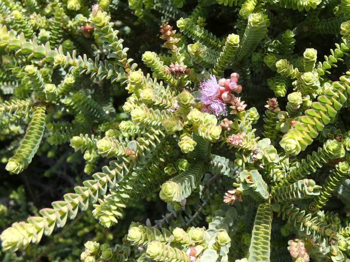 Melaleuca gibbosa