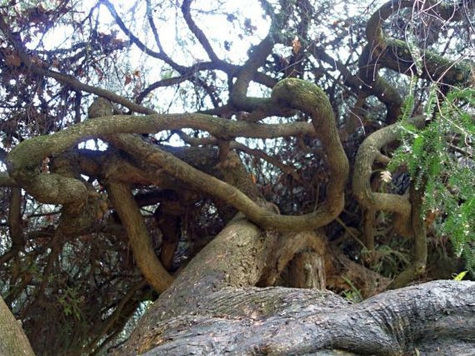 Melaleuca glaberrima