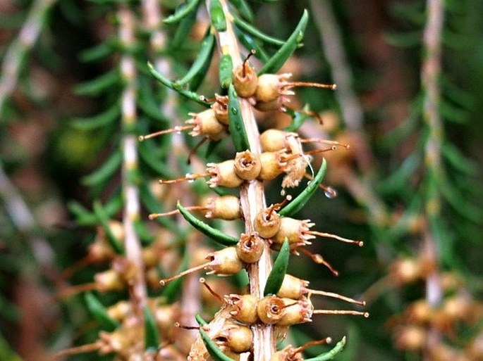 Melaleuca glaberrima