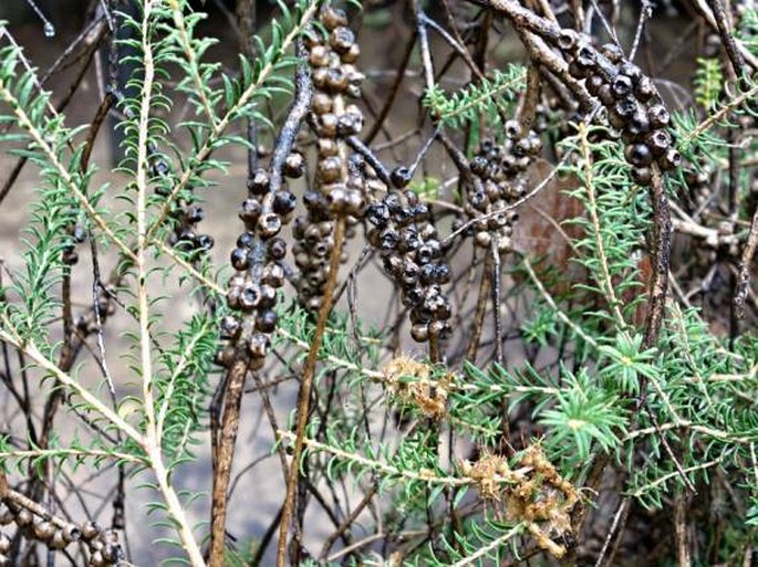 Melaleuca glaberrima