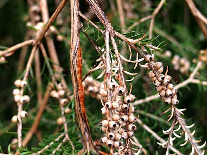 Melaleuca glaberrima