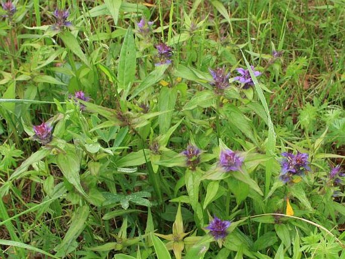 Melampyrum nemorosum var. praecox