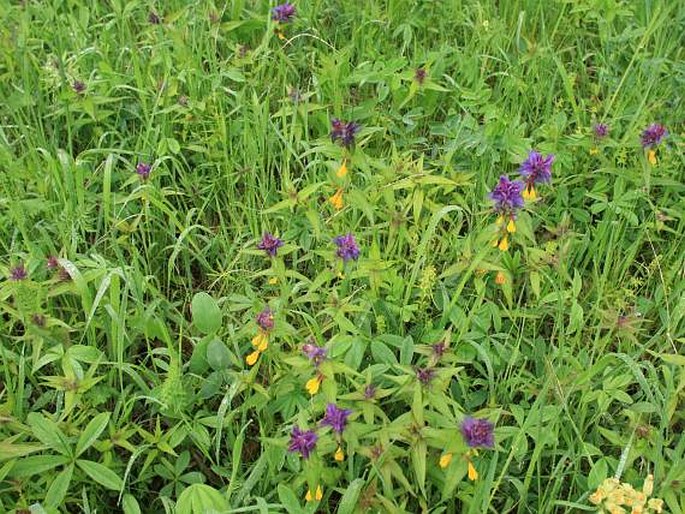 Melampyrum nemorosum var. praecox