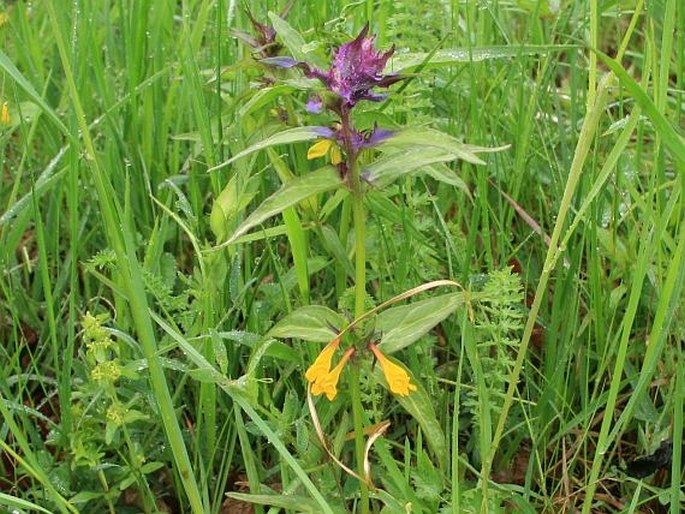 MELAMPYRUM NEMOROSUM var. PRAECOX Štech – černýš hajní časný / čermeľ hájny Zingerov