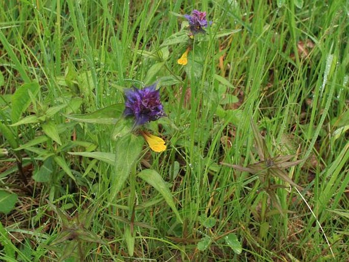 Melampyrum nemorosum var. praecox