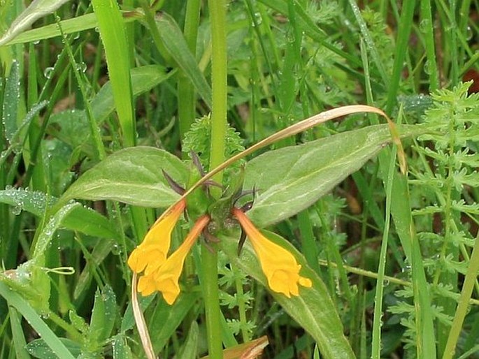 Melampyrum nemorosum var. praecox