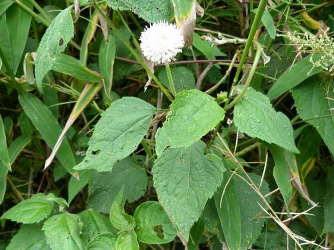 Melanthera nivea