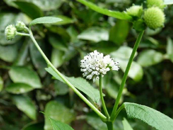 Melanthera nivea