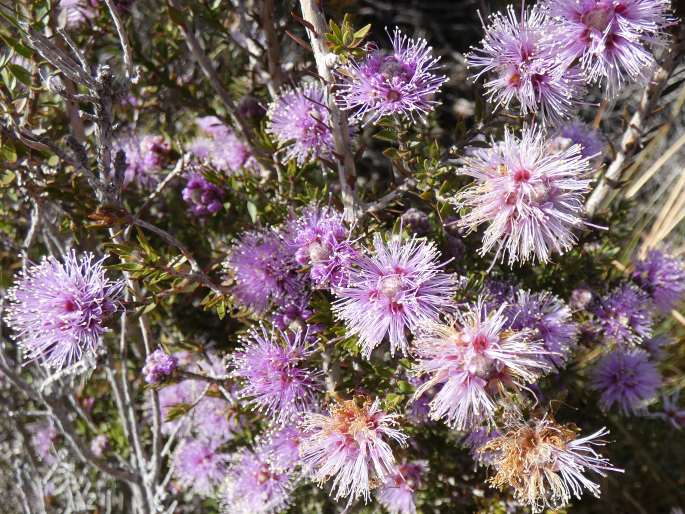 Melaleuca squamea