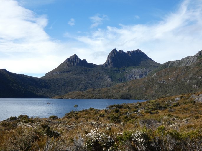 Melaleuca squamea