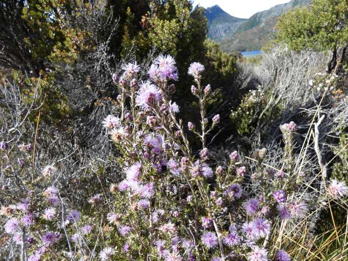 Melaleuca squamea