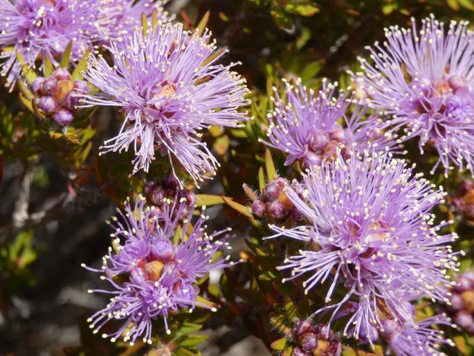 Melaleuca squamea