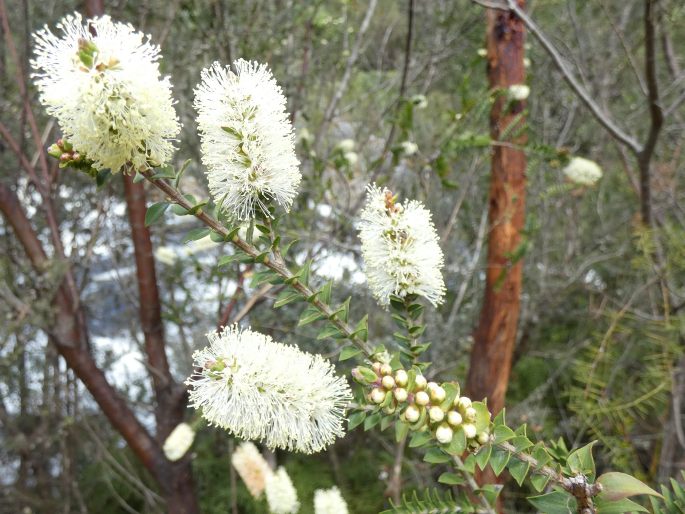 Melaleuca squarrosa