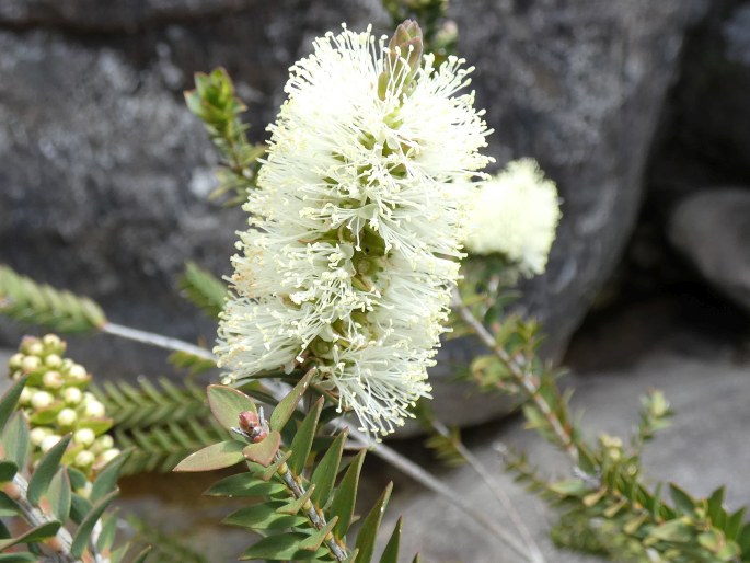 Melaleuca squarrosa