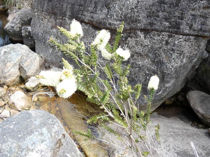 Melaleuca squarrosa