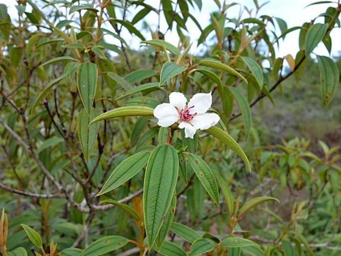 Melastoma malabathricum var. marianum