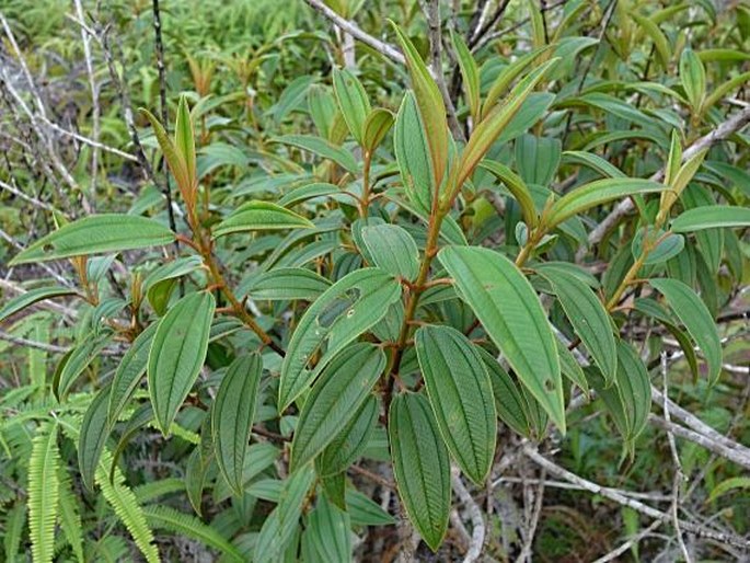 Melastoma malabathricum var. marianum