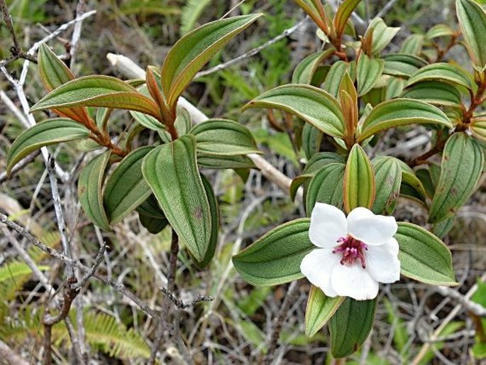 Melastoma malabathricum var. marianum