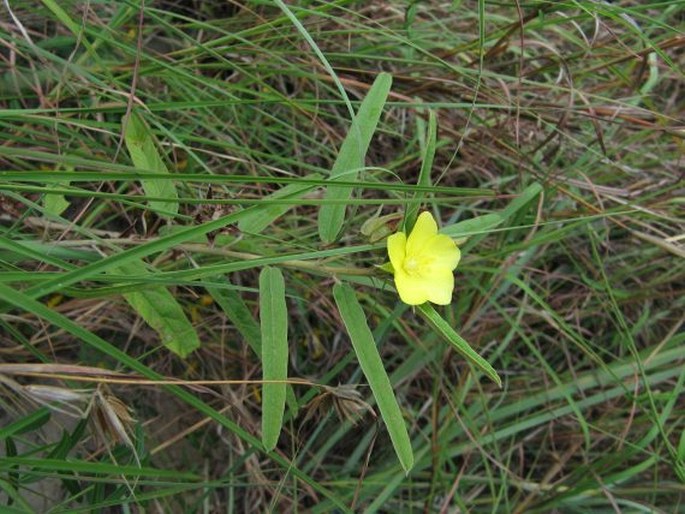 Melhania prostrata