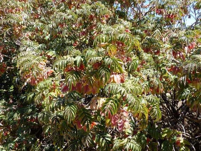 Melianthus comosus