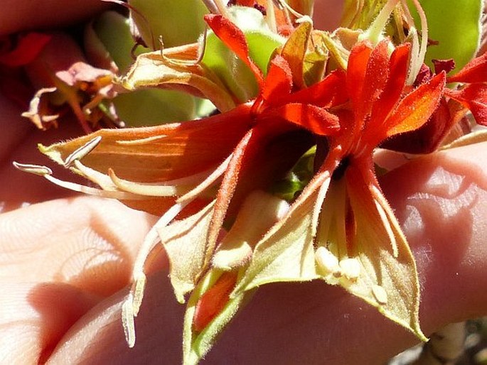 Melianthus comosus