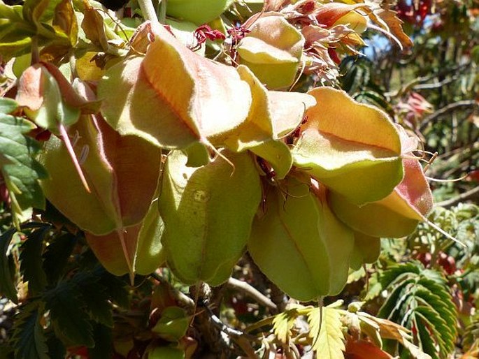 Melianthus comosus