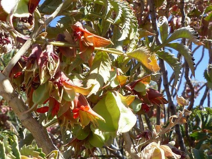 Melianthus comosus